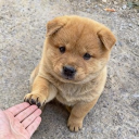 avatar แวร์อีสเหมียวเหมียว