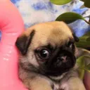 puginaburrito