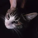 kryw