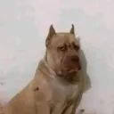 eduardozsz