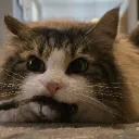 zarme_katze