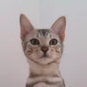 phattyy