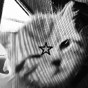 avatar ✿༺𝒲𝒾𝓃𝒹𝑜𝓌𝒫𝒶𝒾𝓃 ༻✿