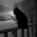 avatar ✿༺𝒲𝒾𝓃𝒹𝑜𝓌𝒫𝒶𝒾𝓃 ༻✿