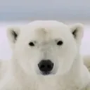 tuni2010