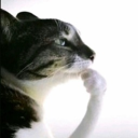 avatar walkemdownandputabuttpluginit