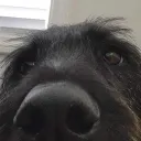 kieji