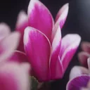 THOMASIANO55