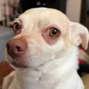 jgchihuahua13