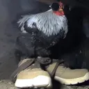 dat1chikinturtl