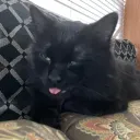 cheeto_the_silly_little_fella