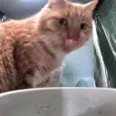 tqnsel