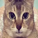wakeupxeno