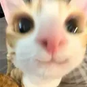 ygnt_