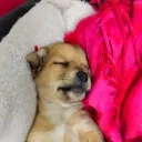 farenito1