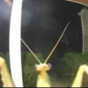 Аватар ronk7672