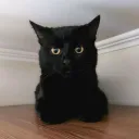 bamboozle_for_the_foozle