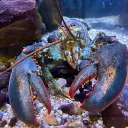 copilucusarmaleig