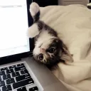 ikissedurkat