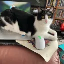 ikissedurkat