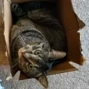 gamer78432698 avatar