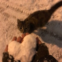 avatar 𝓵𝓾𝓿𝓿𝓼𝓿𝓲 ❀✮♡