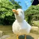 dunkleente