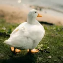 dunkleente