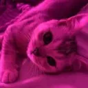 swat55554