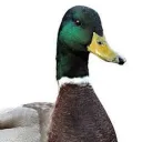 tpotfan2763