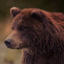 bear_2905