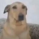 avatar 𝐋𝐚𝐜𝐢𝐞☾❦☽