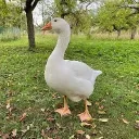 getosuguru_xd avatar