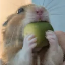 droupakax