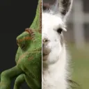 chameleonderjunge