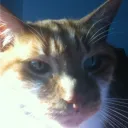 mojocat