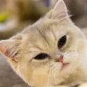 meowarre.