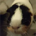 pfp