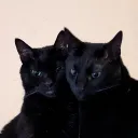 lofibipbop
