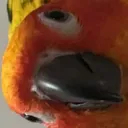 gingergonger8