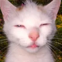 slashcatlk