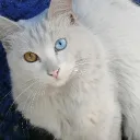 jonathan02637. avatar