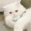 zhangyuanqing
