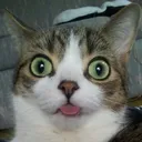 duhphil