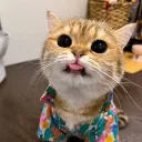 duhphil