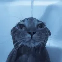 duhphil