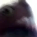belugalalattuga67