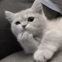 andwoosl