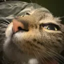 scoutpuoty
