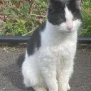 thatonlyone_cat
